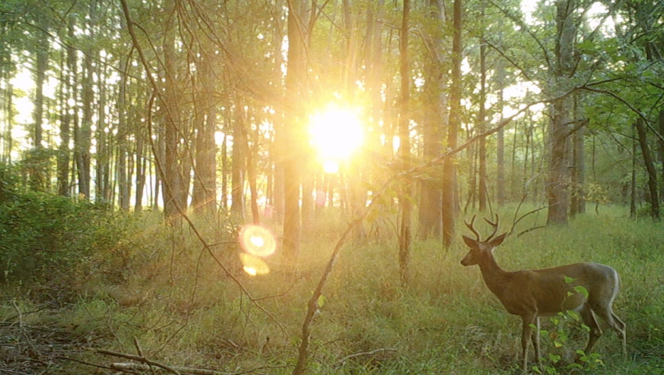 yearling buck looking at the rising sun in the woods