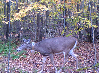 Doe with collar walking through woods