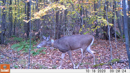 Collared doe walking through the woods