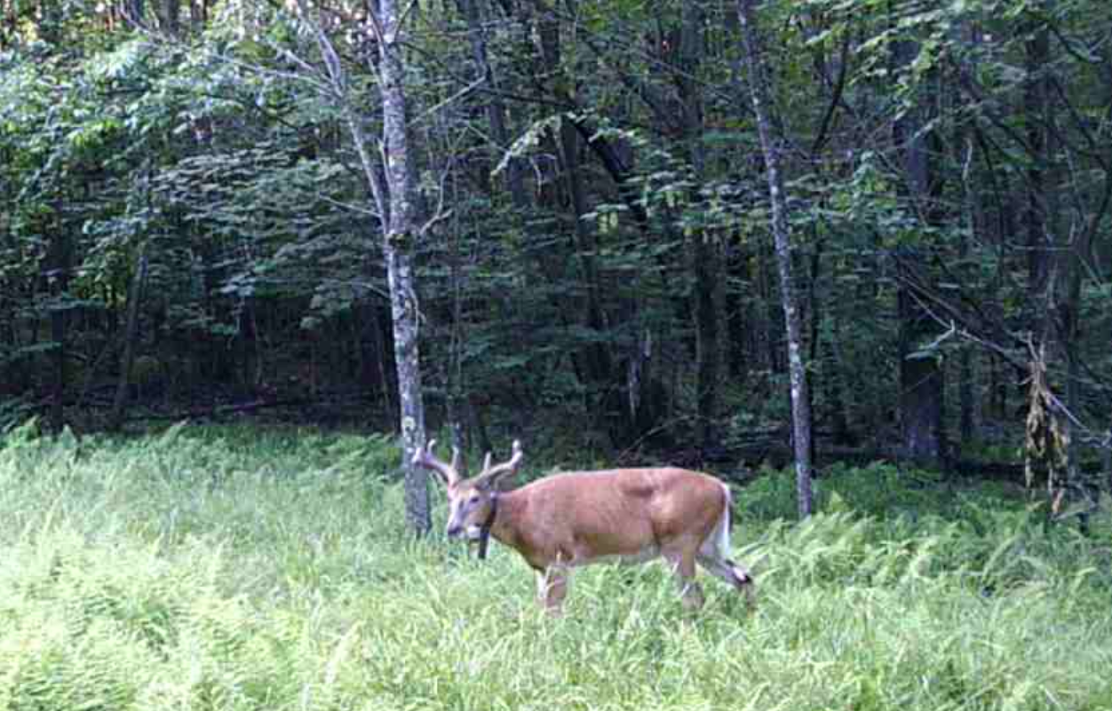 collared buck standing in a fern patch