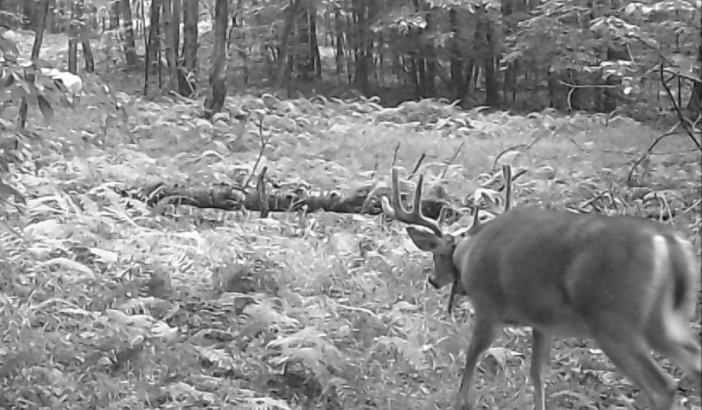 collared buck walking away from the camera in the early morning