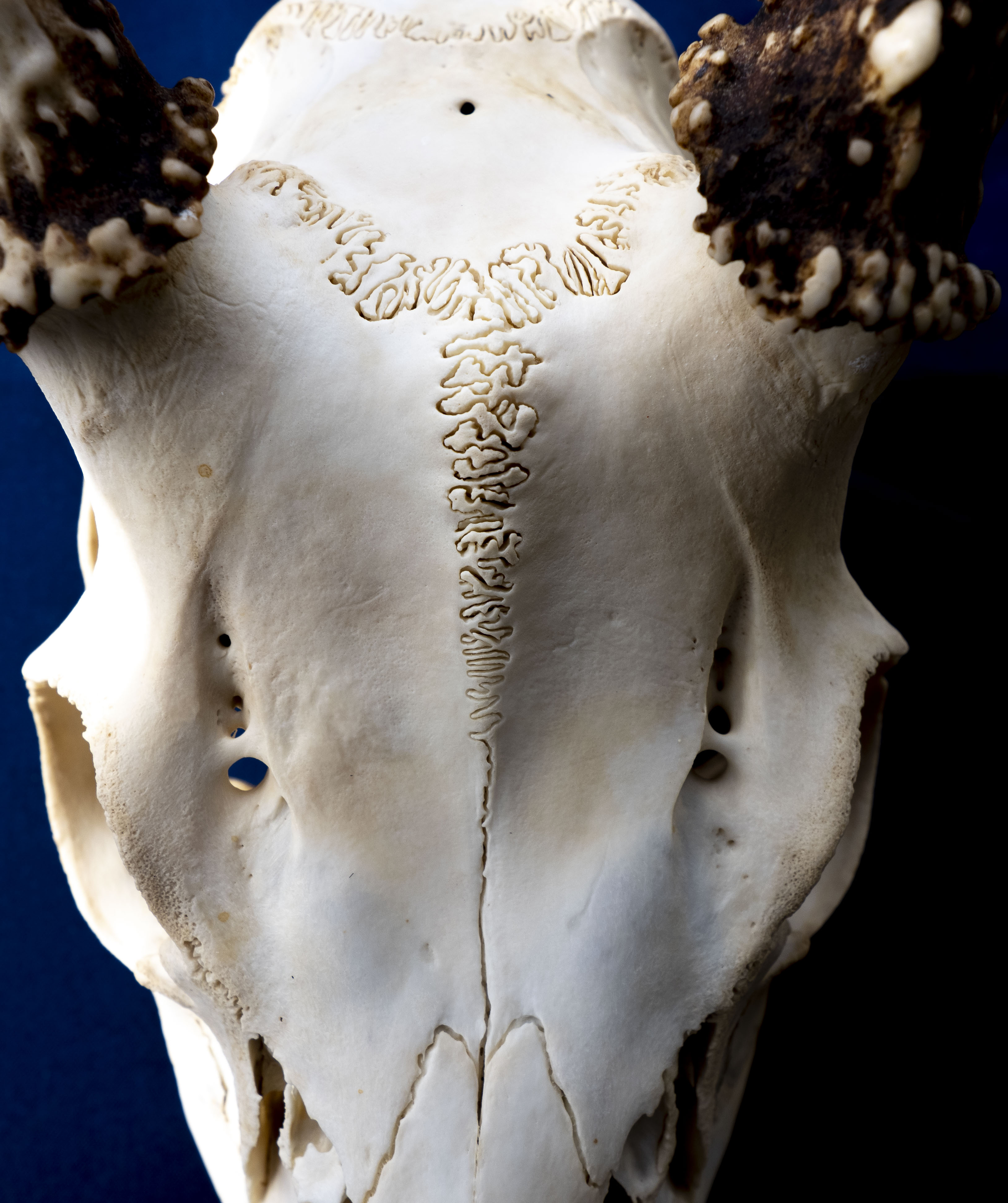 Sampling technique for adult deer antlers: the antler bone was cut at