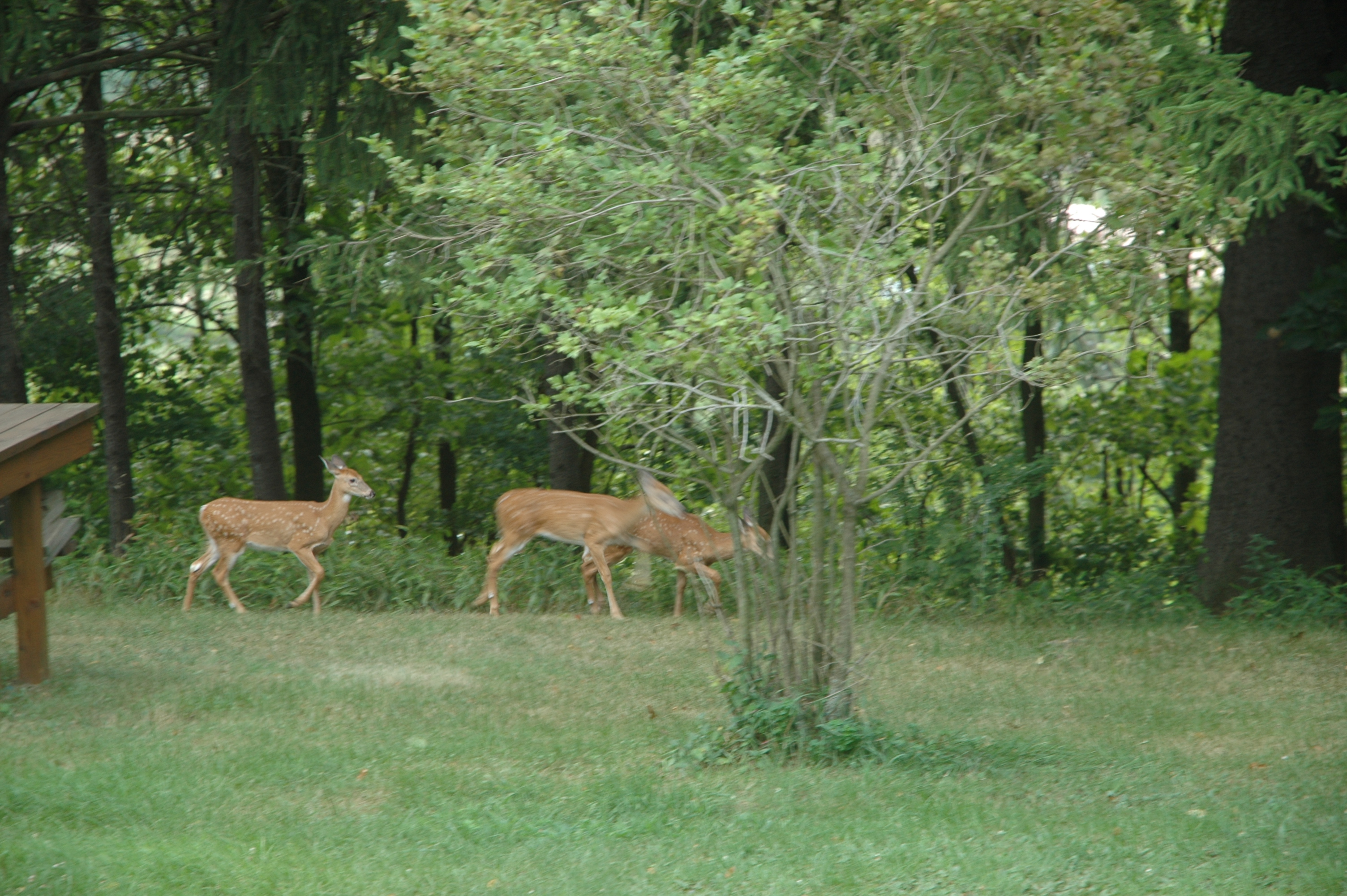 three fawns moving through a yard