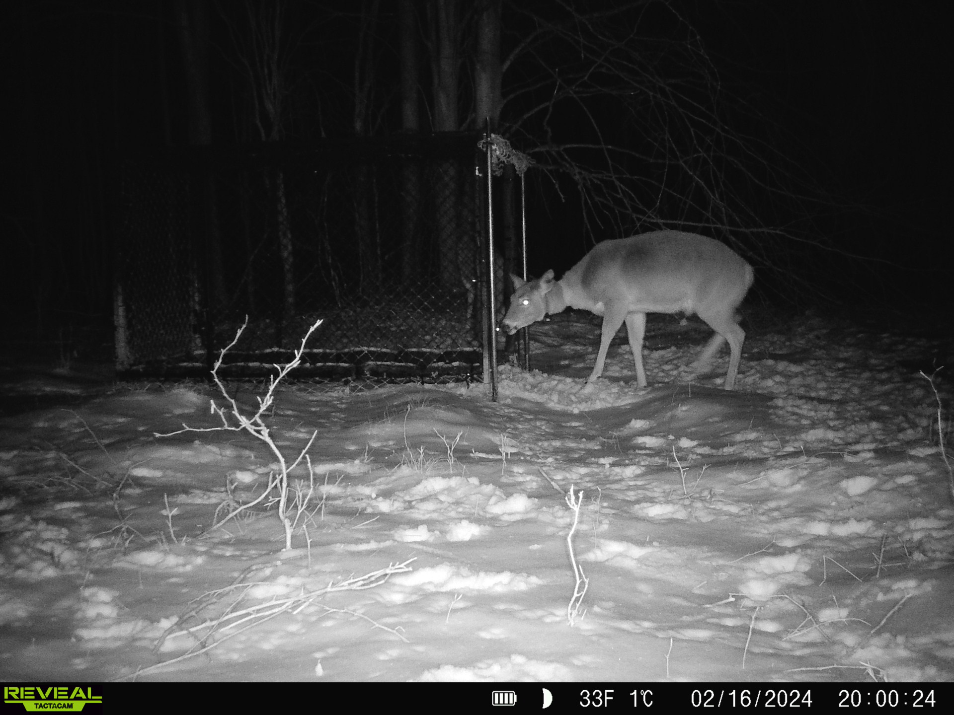 Doe with VHF collar at entrance of CLover trap