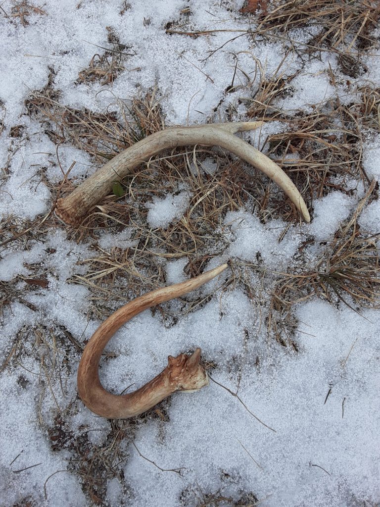 antlers in the snow