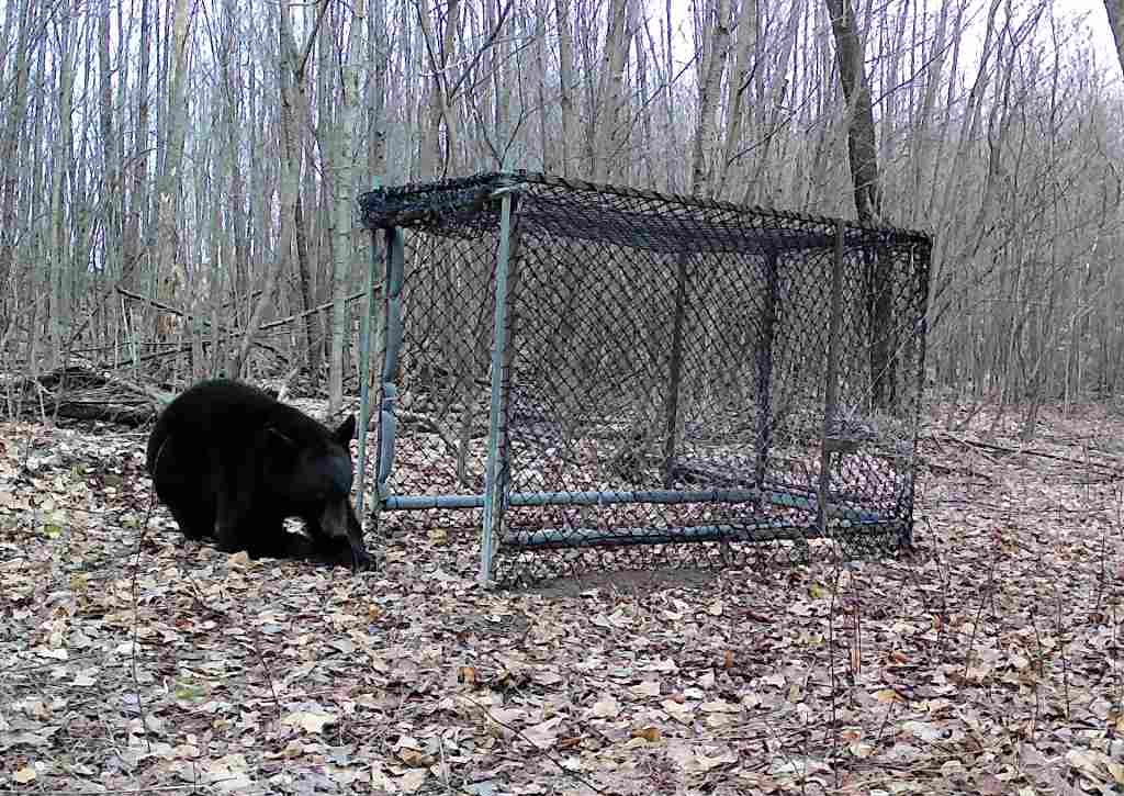 Bear at door of Clover trap