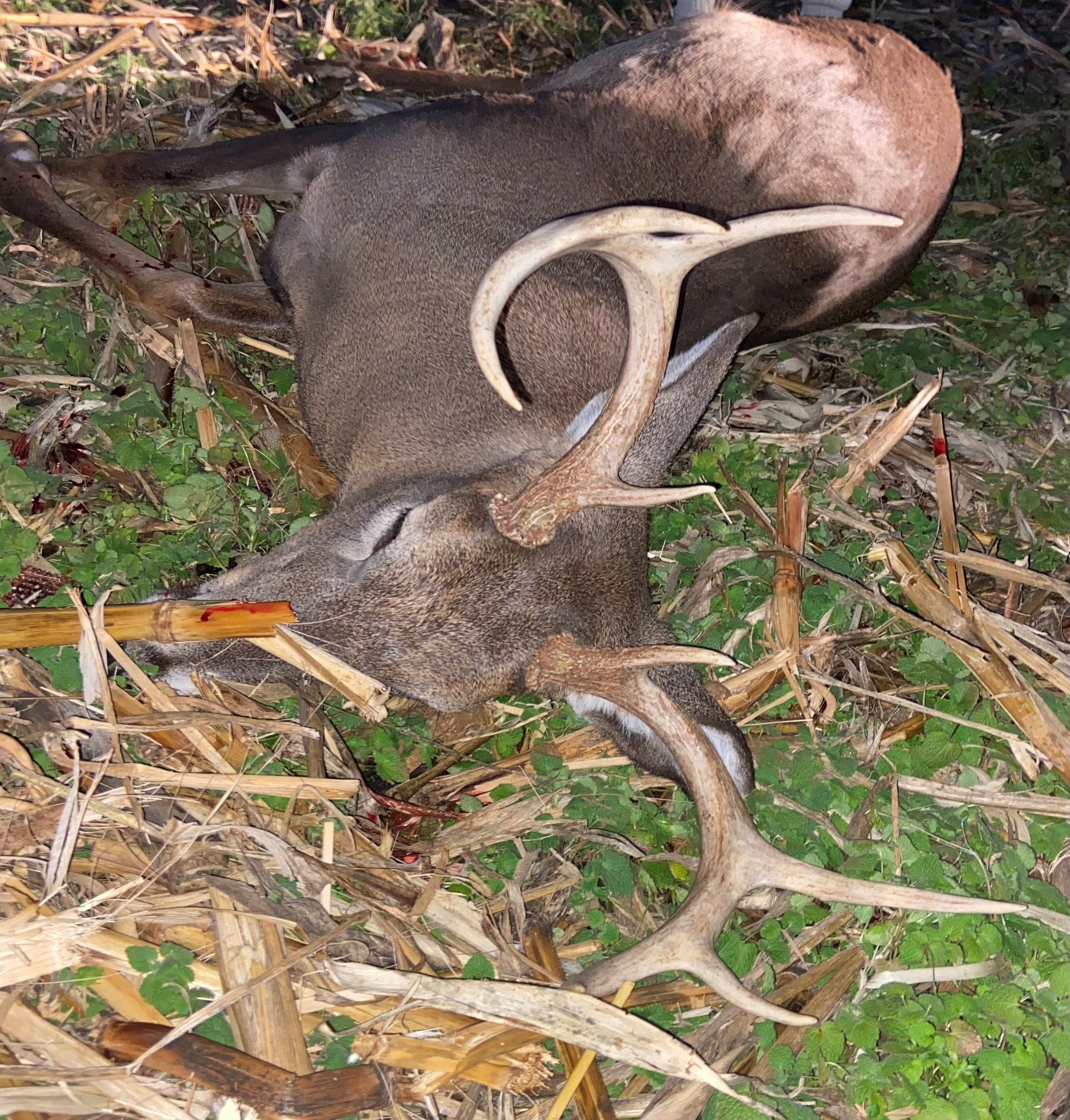 harvested buck laying on his side in a field