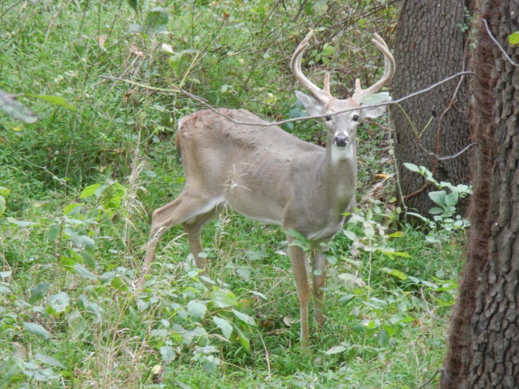 Buck standing in woods in velvet-Sept