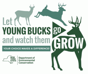 graphic of bucks getting larger antler as they grow w/text "let young bucks go and watch them grow"