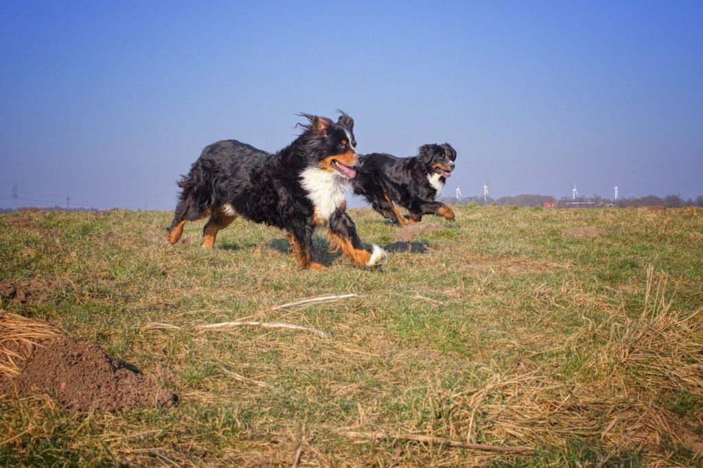 dogs running in a field