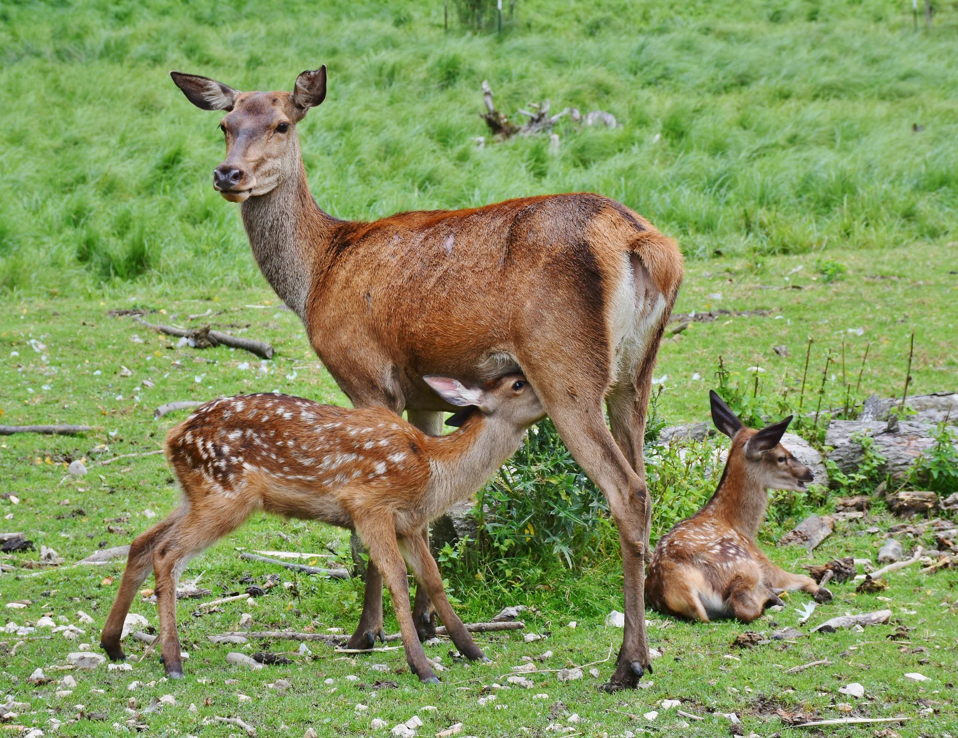 Red deer hind with 2 calves-one nursing and one bedded behind