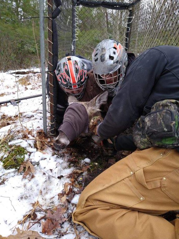 deer crew captures a deer