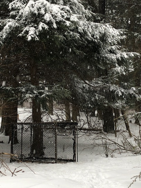 deer capture under pine tree in the snow