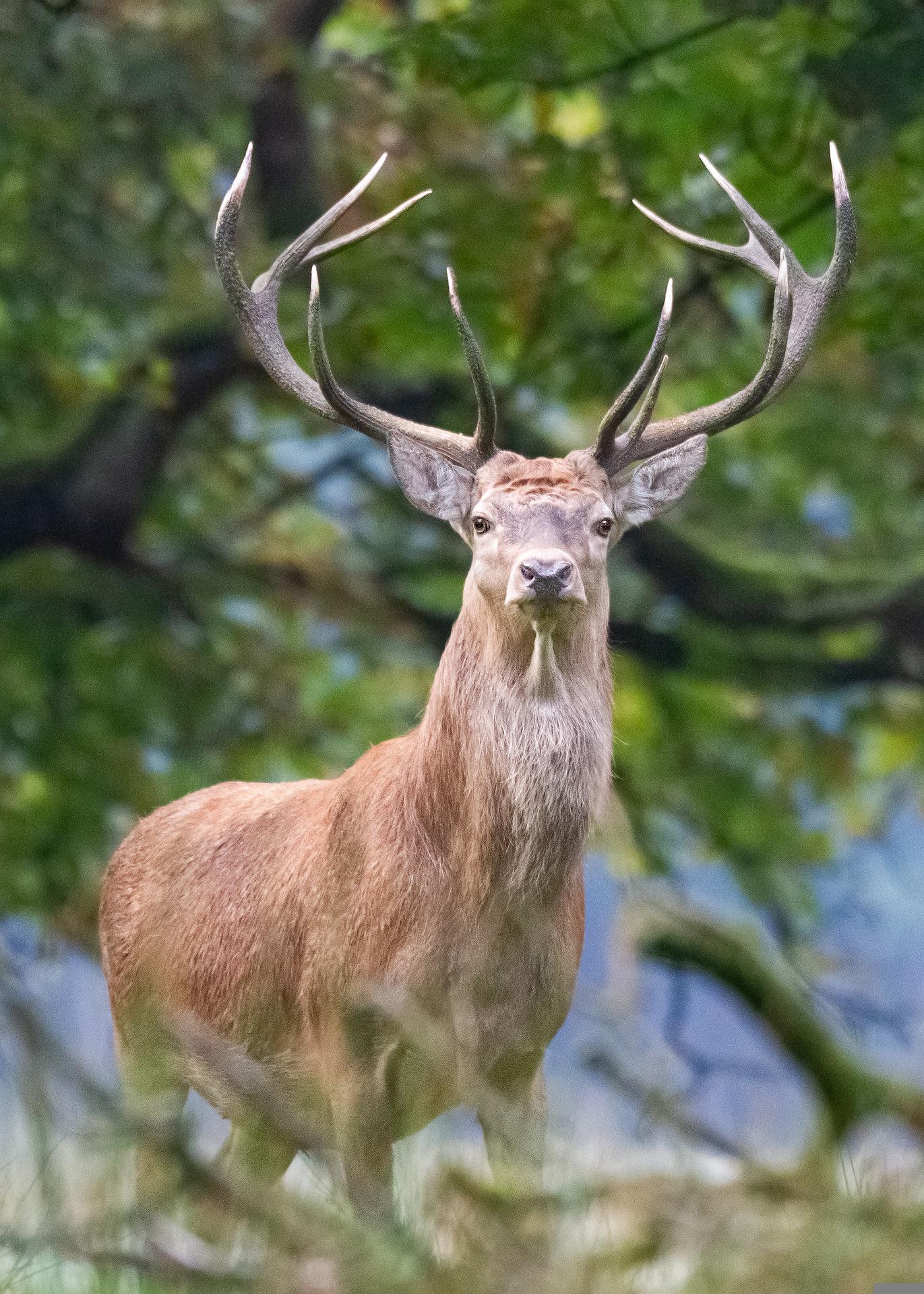 Red deer stag slightly quartered looking straight at camera