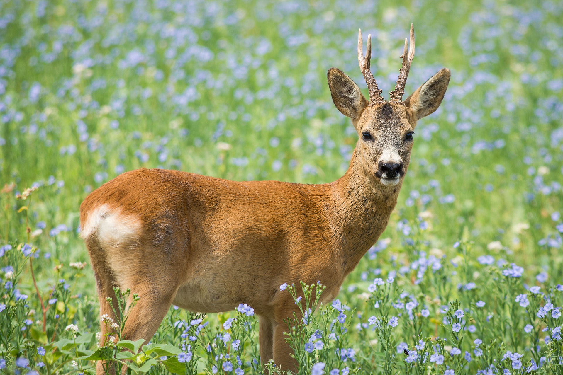 Roe deer buck standing in meadow of wildflowers