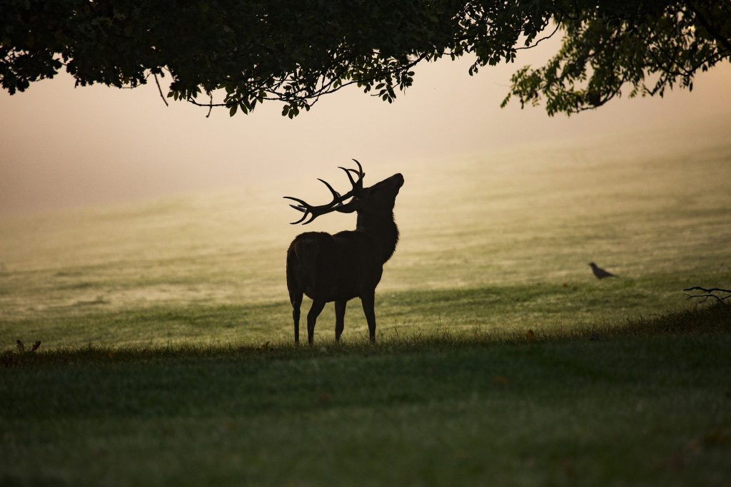 Red deer