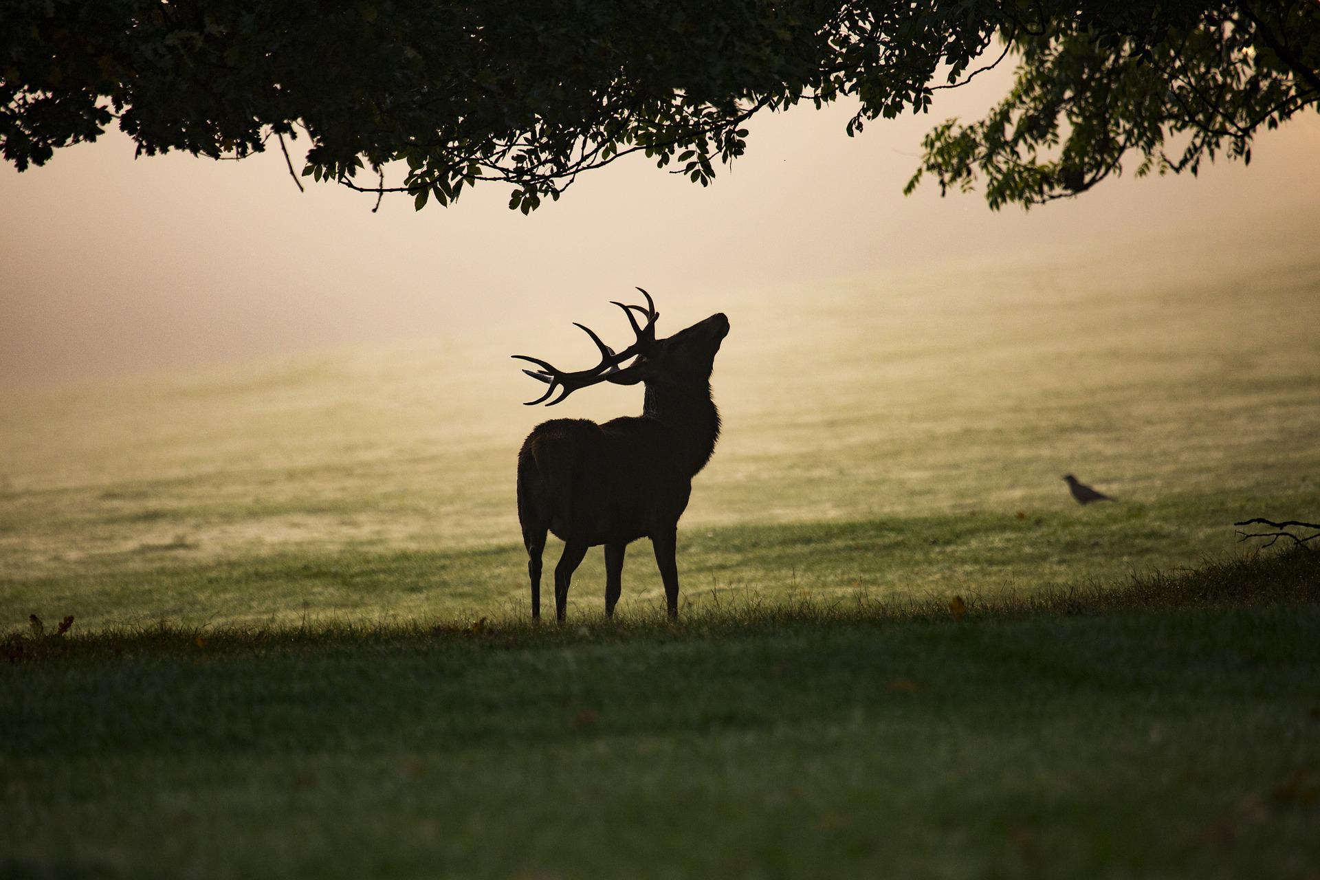 red deer stag silhouette in field under tree