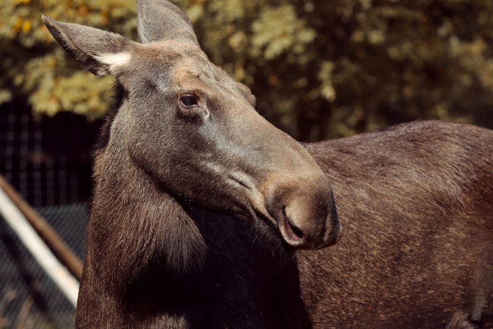 PSU Deer Study