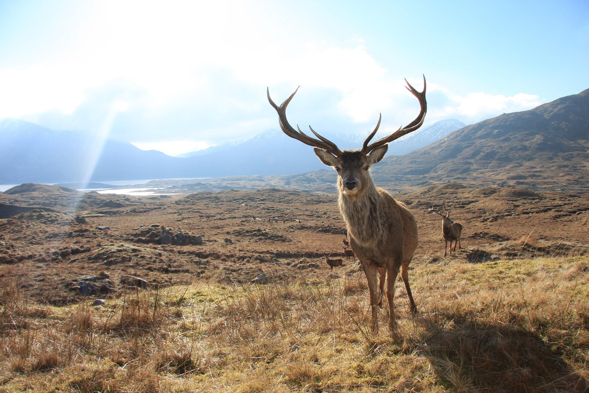 Red Deer stag with mountains in backgroun and other red deer