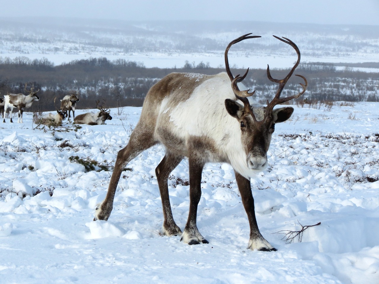 female reindeer standing in snow looking at camera