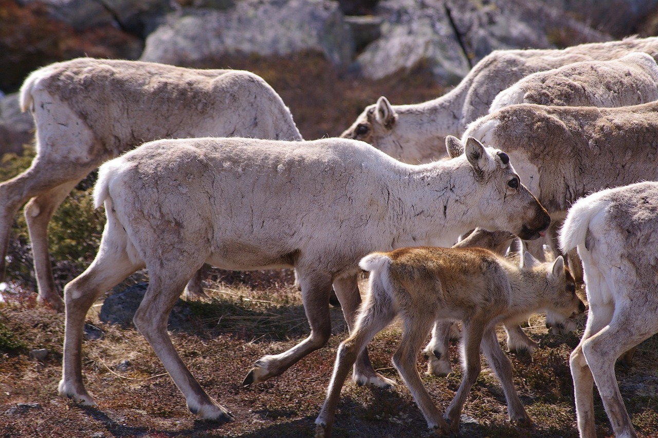 Female caribou with calve in herd on tundra