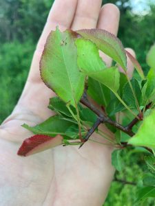 buckthorn on Diefenbach homestead