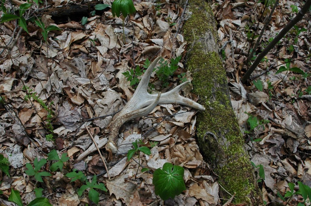 shed antler laying in woods