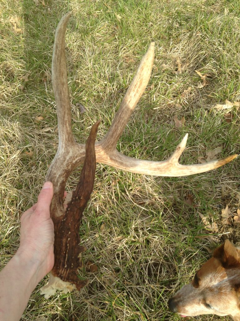 large antler shed