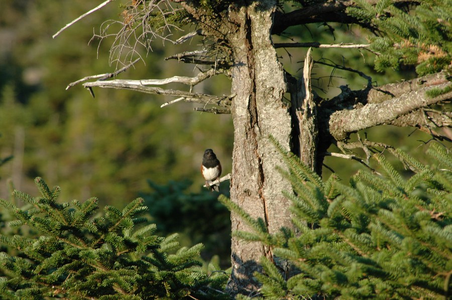 bird in a tree