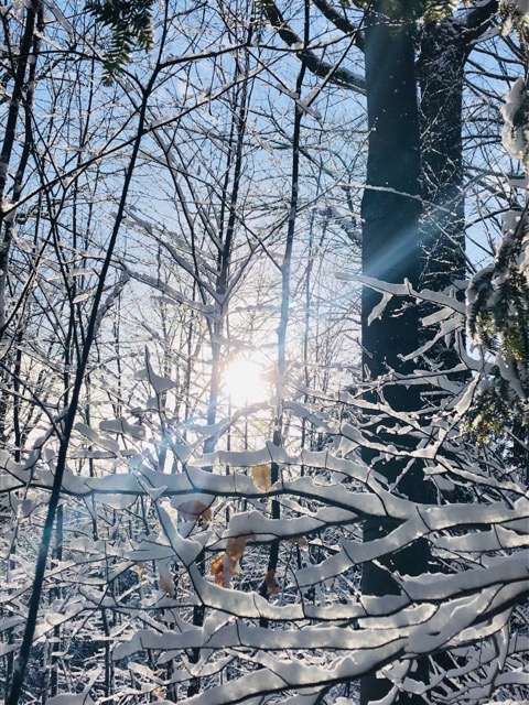 sun shining through snow-covered trees