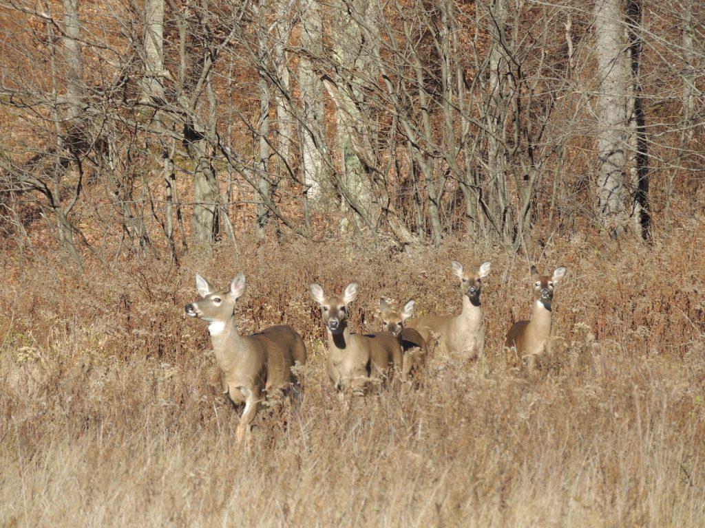 Does moving through field opening