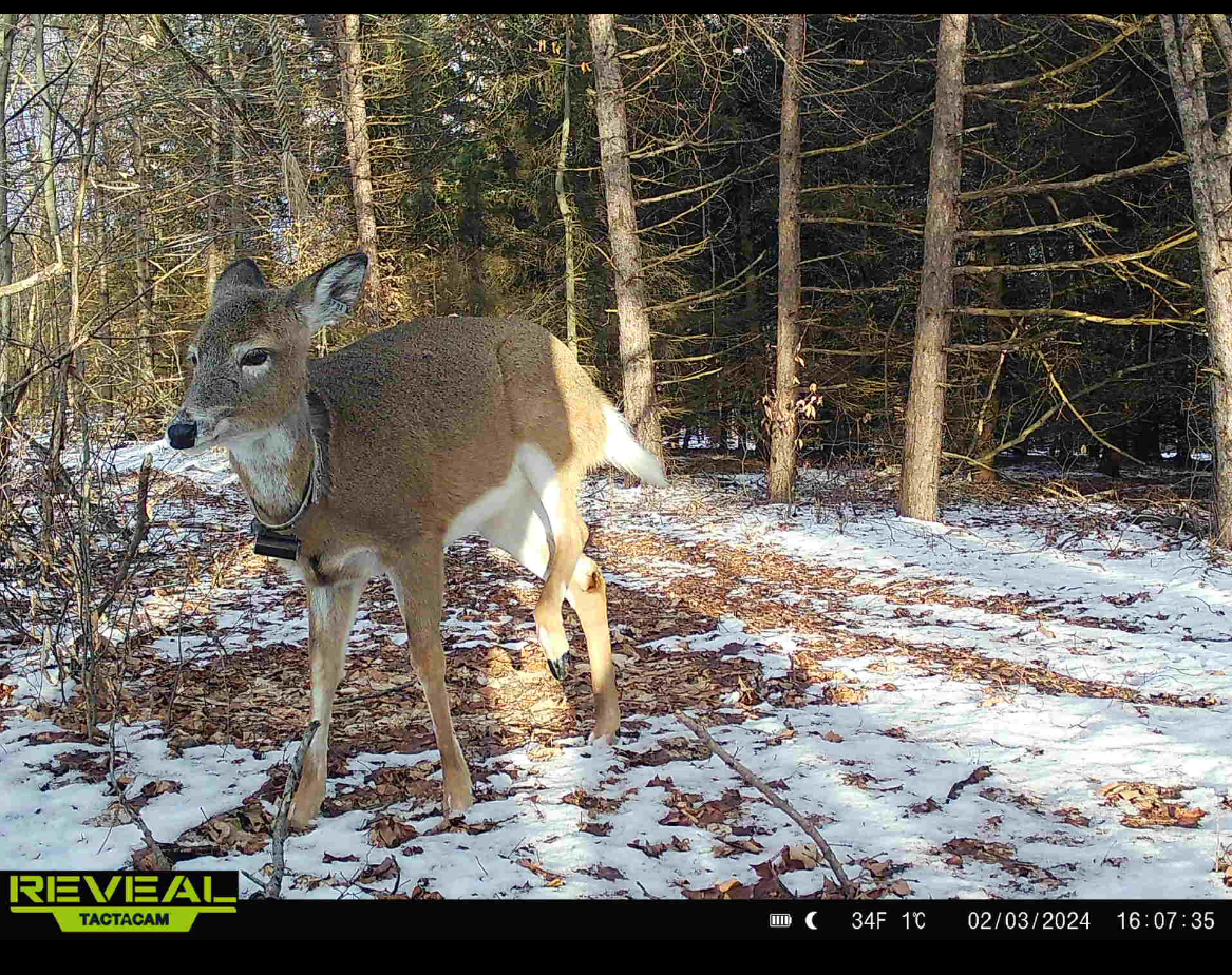 doe with VHF collar in woods
