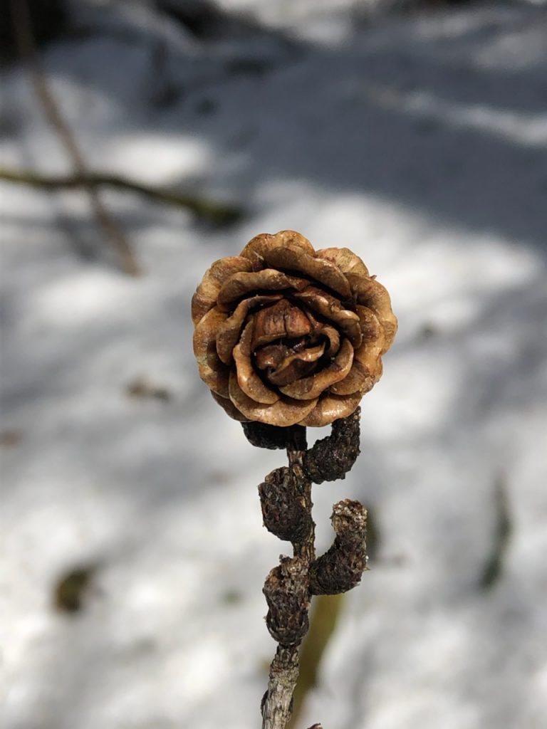 budding plant at beginning of spring