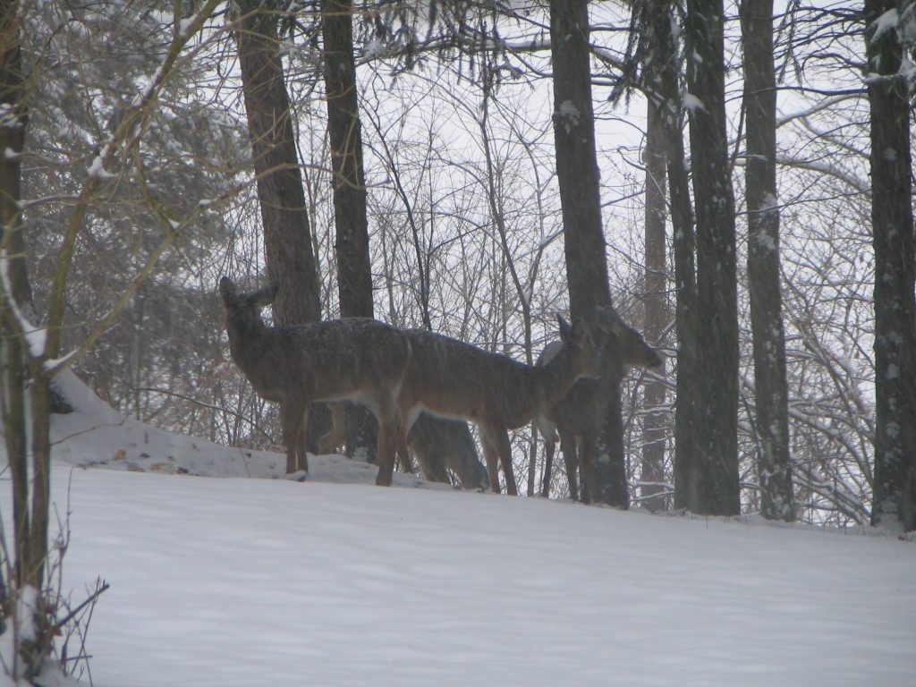 winter fawns in snow