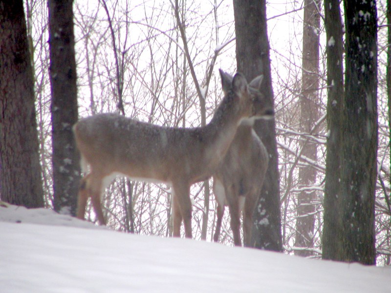 deer in winter forest